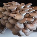 Culture de champignons – Pleurotes gris – Ballot de 15 kg – ProChampi