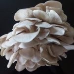 Culture de champignons – Pleurotes gris – Ballot de 15 kg – ProChampi 3