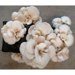 champignons Pleurotes gris Ballot 15 kg ProChampi