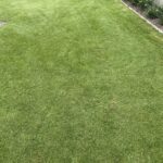 Pelouse verte fraîchement tondue bordée de graminées