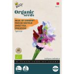 Semences bio – 94415 POIS DE SENTEUR SPENCER VARIE – BUZZY Organic