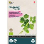 Semences bio – 91120 CORIANDRE A FEUILLE – BUZZY Organic