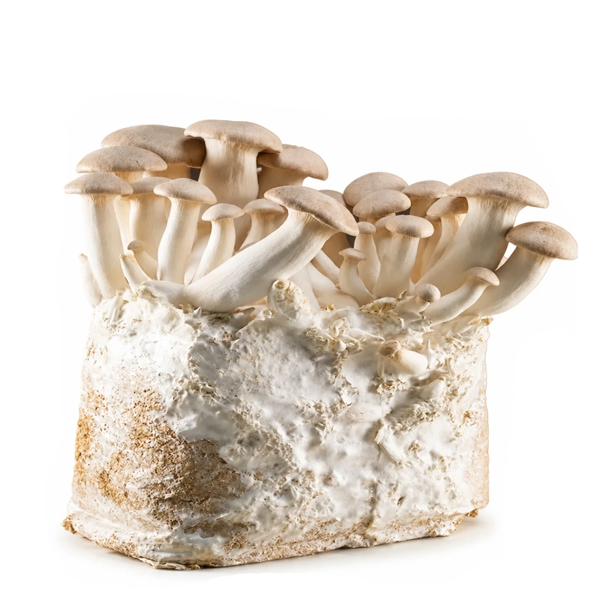 Champignons pleurotes poussant sur un bloc de substrat