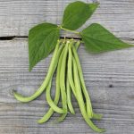 Semences-957058-haricot-nain-maxi-filet-mangetout-ab P-Ferme-de-Sainte-Marthe