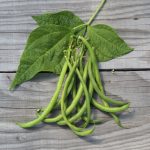 Semences-957059-haricot-nain-pongo-filet-mangetout-ab P-Ferme-de-Sainte-Marthe