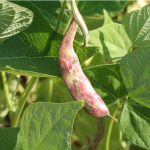 Semences-957061-haricot-nain-big-borlotto-a-ecosser-ab P-Ferme-de-Sainte-Marthe