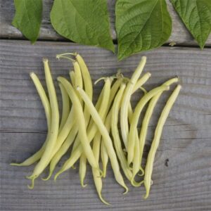 Semences-957062-haricot-nain-major-beurre-filet-sans-fil-mangetout-ab P-Ferme-de-Sainte-Marthe