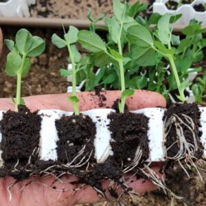 Kit de germination pour 25 plants - Taille M - Germie 3