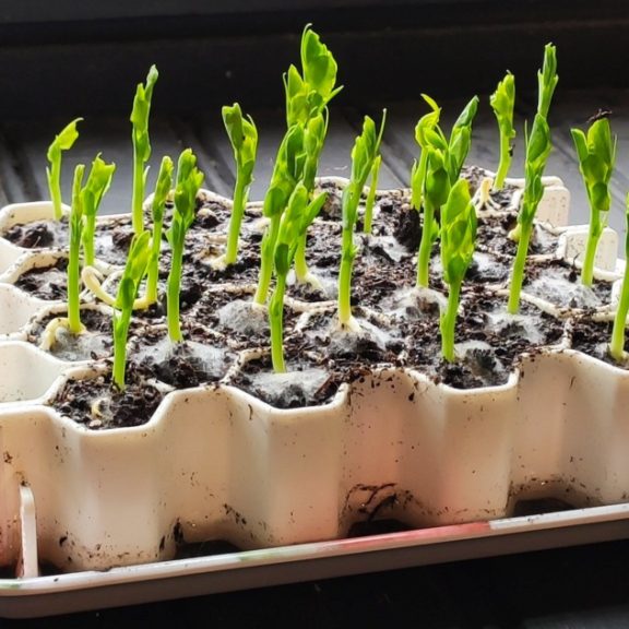 Kit de germination pour 25 plants – Taille M – Germie 4