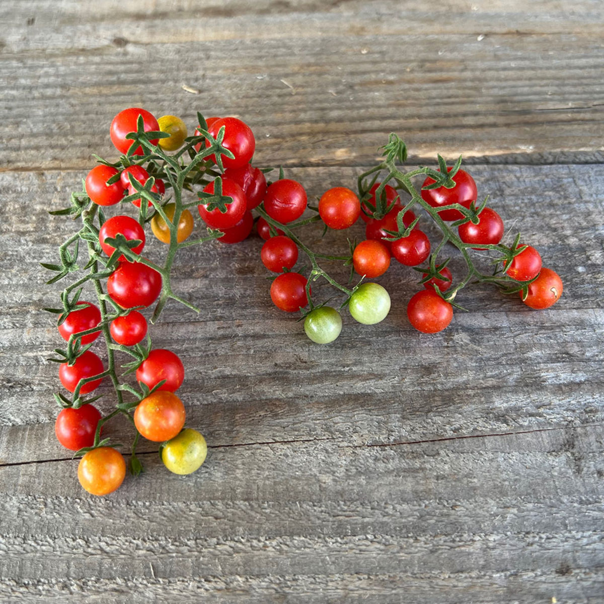 Semences – Tomate Groseille Rouge Bio – 50 graines – Ferme de Sainte Marthe photo