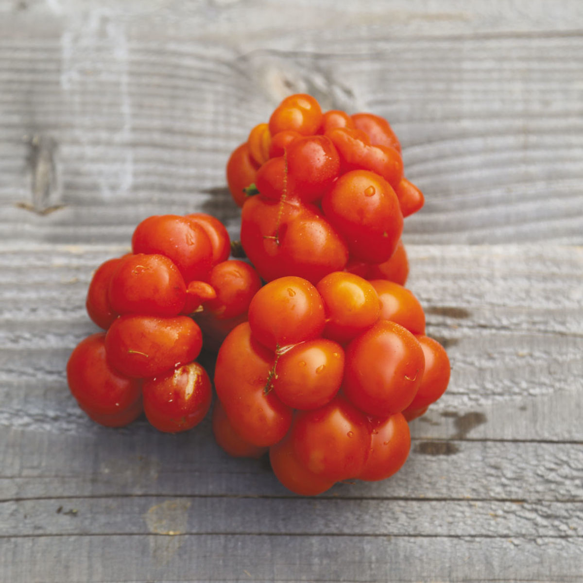 Semences – Tomate Voyage Bio – 50 graines – Ferme de Sainte Marthe photo