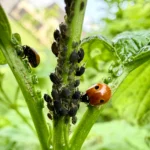 Coccinelles mangeant des pucerons sur une tige verte