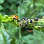 Coccinelle mangeant des pucerons sur tige verte
