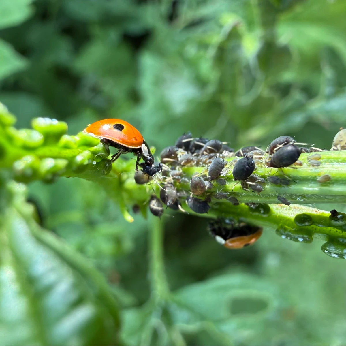 Coccinelle mangeant des pucerons sur tige verte