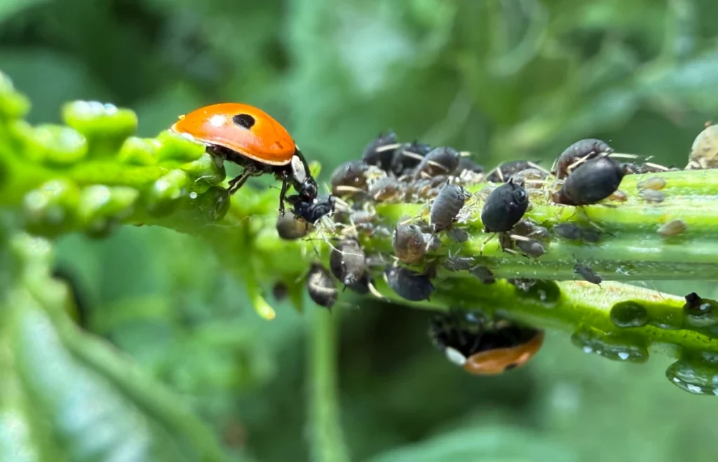 Coccinelle mangeant des pucerons sur une tige verte