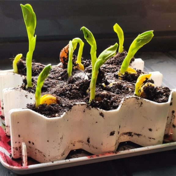 Kit de germination pour 13 plants – Taille L – Germie 3