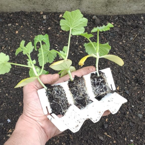 Kit de germination pour 13 plants – Taille L – Germie 4