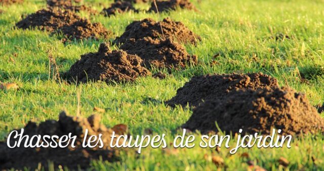 Comment chasser les taupes de son jardin : Guide des meilleurs
