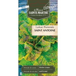 Graines - Laitue Pommée Saint Antoine bio - 500 graines - Ferme de Sainte Marthe