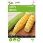 8711117024224-002422-Graines-Mais-sucre-Tasty-Sweet-Hybride-F1-10-gr-Buzz