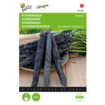 8711117027003-002700-Graines-Scorsonere-Duplex-Geant-noire-de-Russie-5-gr-Buzzy