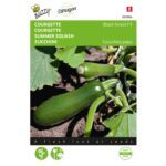 8711117029649-002964-Graines-Courgette-Black-Forest-Hybride-F1-6-graines-Buzzy