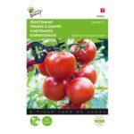 Graines - Tomate Serrat Hybride F1 - 10 graines - Buzzy