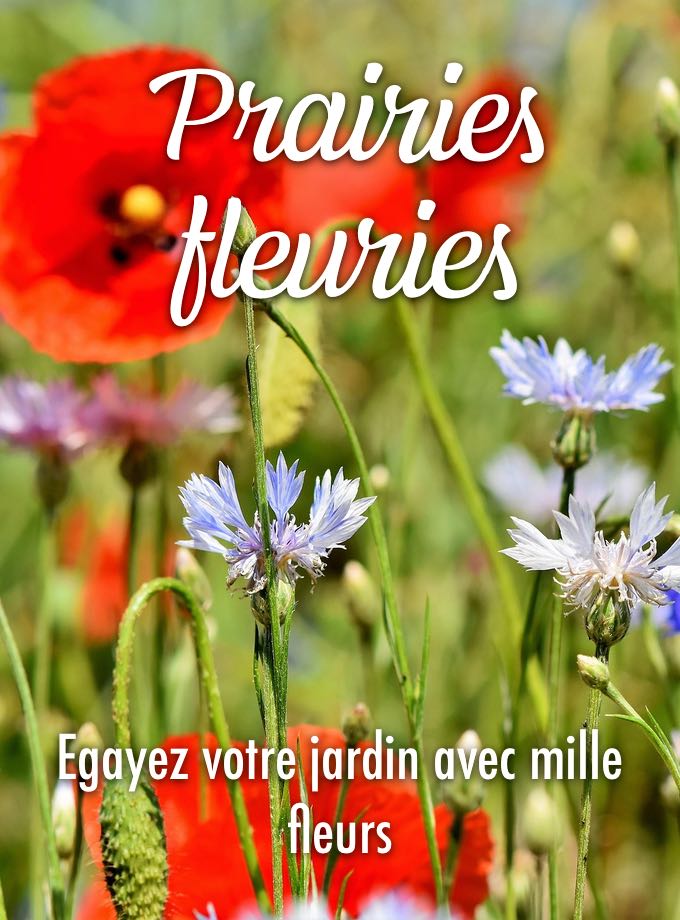 Prairies fleuries