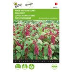 8711117040354-004035-Graines-Amarante-Queue-de-Renard-rouge-1-gr-Buzzy