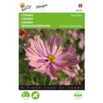 8711117042280 - 004228 - Graines - Cosmea Apricotta - 30 graines - Buzzy