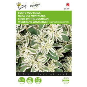 8711117042952-004295-Graines-Neige-des-montagnes-15-graines-Buzzy