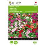 8711117043805 - 004380 - Graines - Impatiens Baby, varie - 0,1 gr - Buzzy