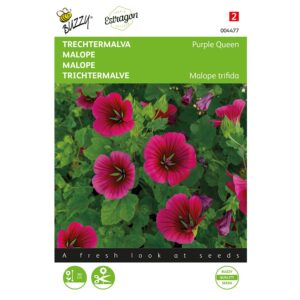 8711117044772-004477-Graines-Malope-Purple-Queen-15-gr-Buzzy