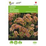 8711117047285 - 004728 - Graines - Statice Apricot shades - 0,2 gr - Buzzy