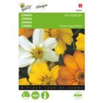 8711117048701-004870-Graines-Zinnia-Star-Starbright-Melange-20-graines-Buzzy