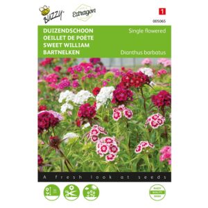 8711117050650-005065-Graines-Oeillet-de-Poete-a-Fleur-simple-varie-1-gr-Buzzy