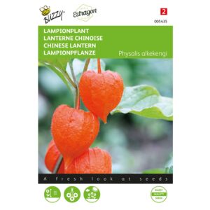 8711117054351-005435-Graines-Physalis-franchetti-gigantea-025-gr-Buzzy