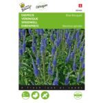 8711117054832-005483-Graines-Veronique-Blue-Bouquet-25-graines-Buzzy