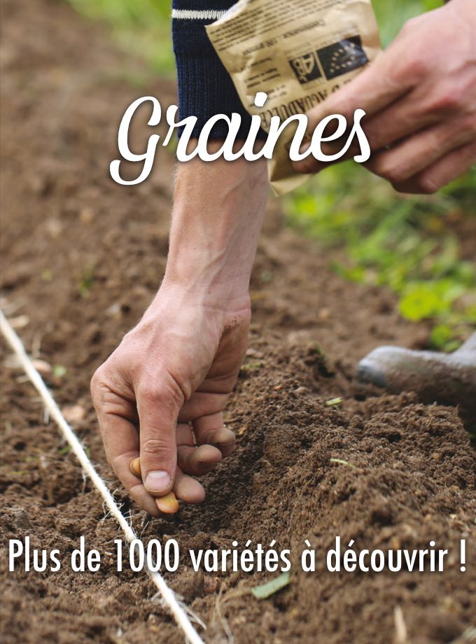 Graines potagères et florales