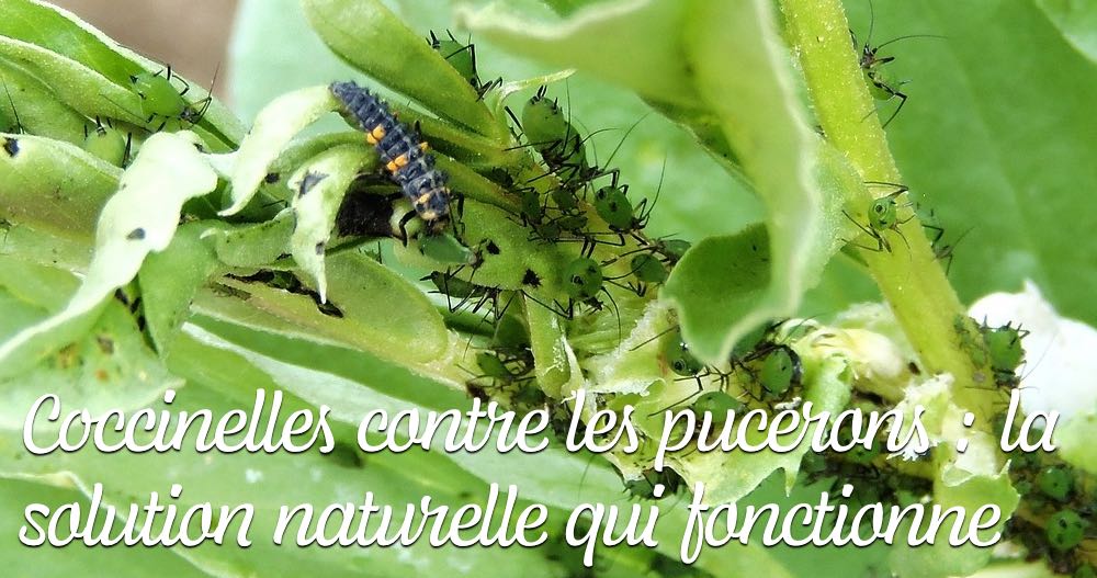 Coccinelles contre les pucerons - la solution naturelle qui fonctionne vraiment blog