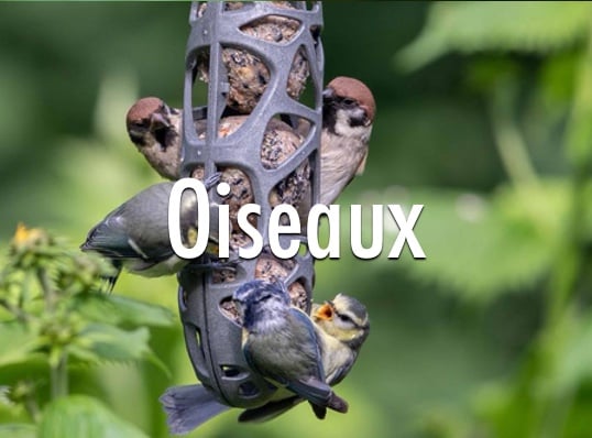 HomePage-Catégorie-carré-oiseaux.jpg