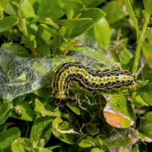 Nématodes contre otiorhynques, mouches de Saint-Marc et chenilles - Nema-T-Bag Kraussei - Edialux 3