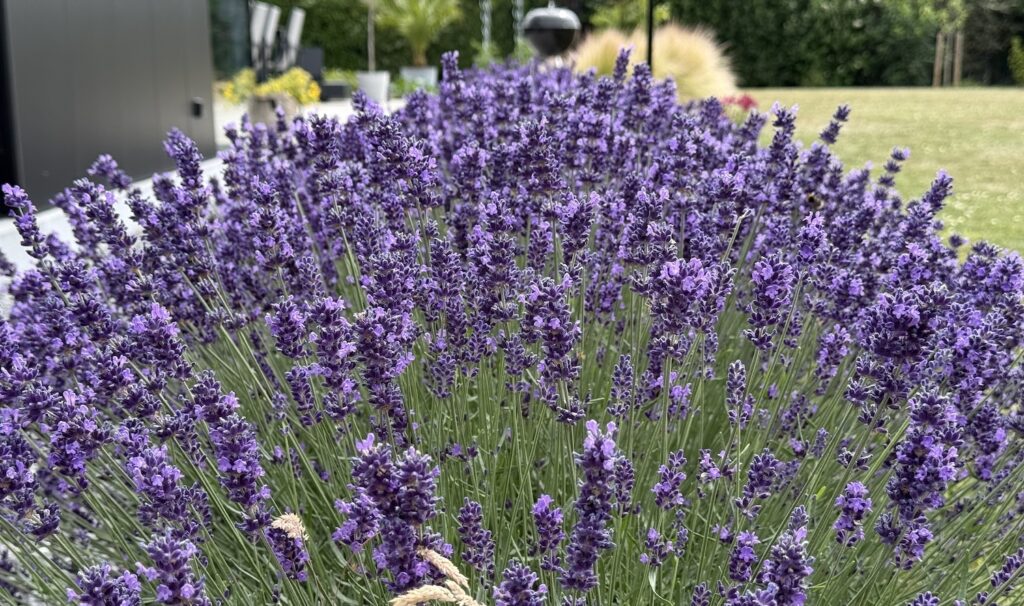 Bloeiende lavendel in zonnige tuin
