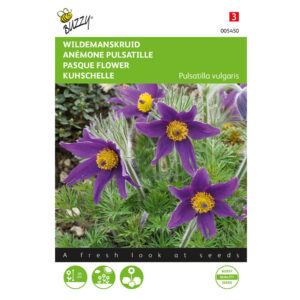 Graines d’anémone pulsatille violette Buzzy Seeds