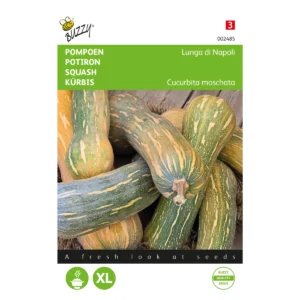 graines chicorée de bruxelles zoom hybride f1 2 gr buzzy (copie)