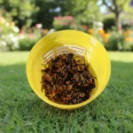 piège sélectif contre les frelons asiatiques vespacatch select véto pharma