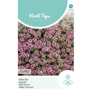 Thym sauvage aux petites fleurs roses