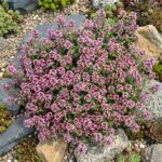 Thym rose en fleurs dans jardin rocailleux