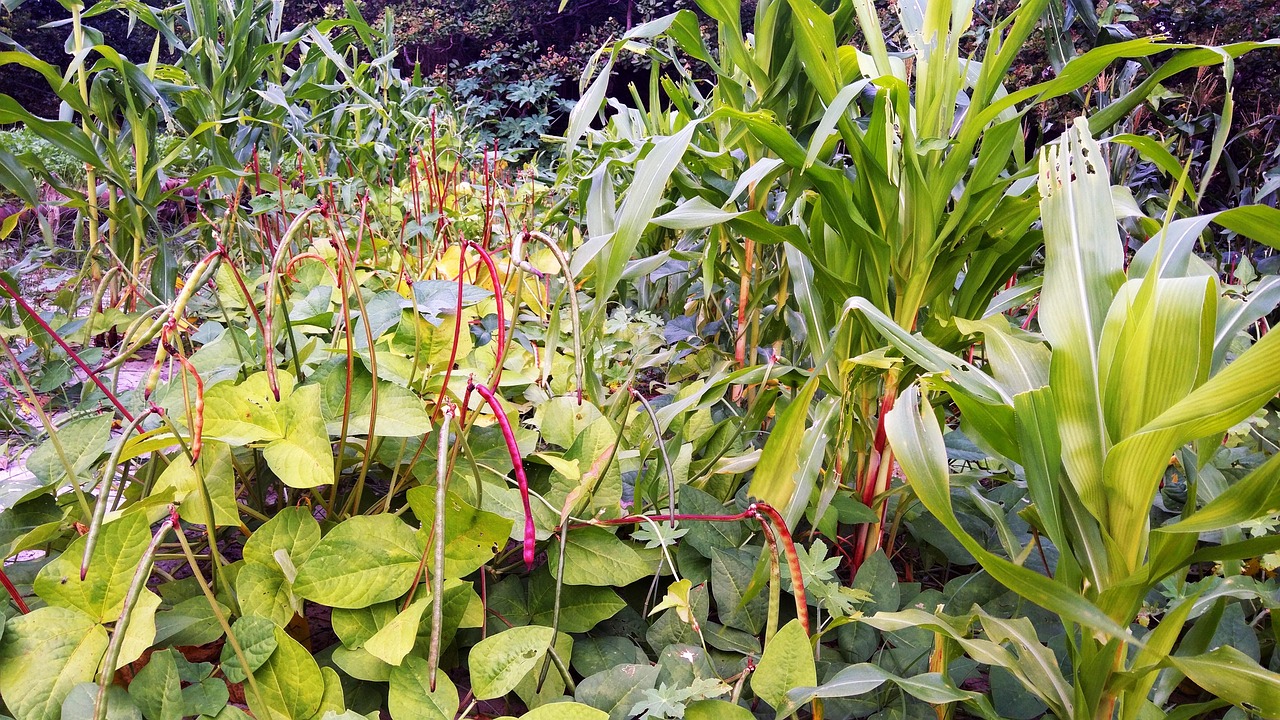 potager syntropique avec maïs et haricots rouges
