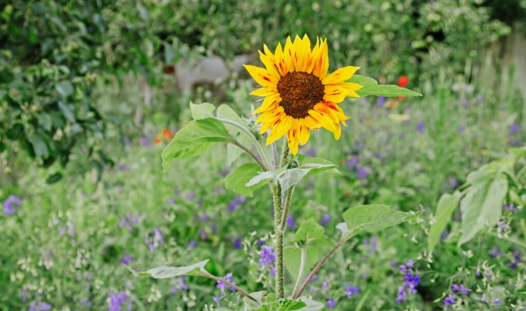 Tournesol jaune en fleurs dans un jardin